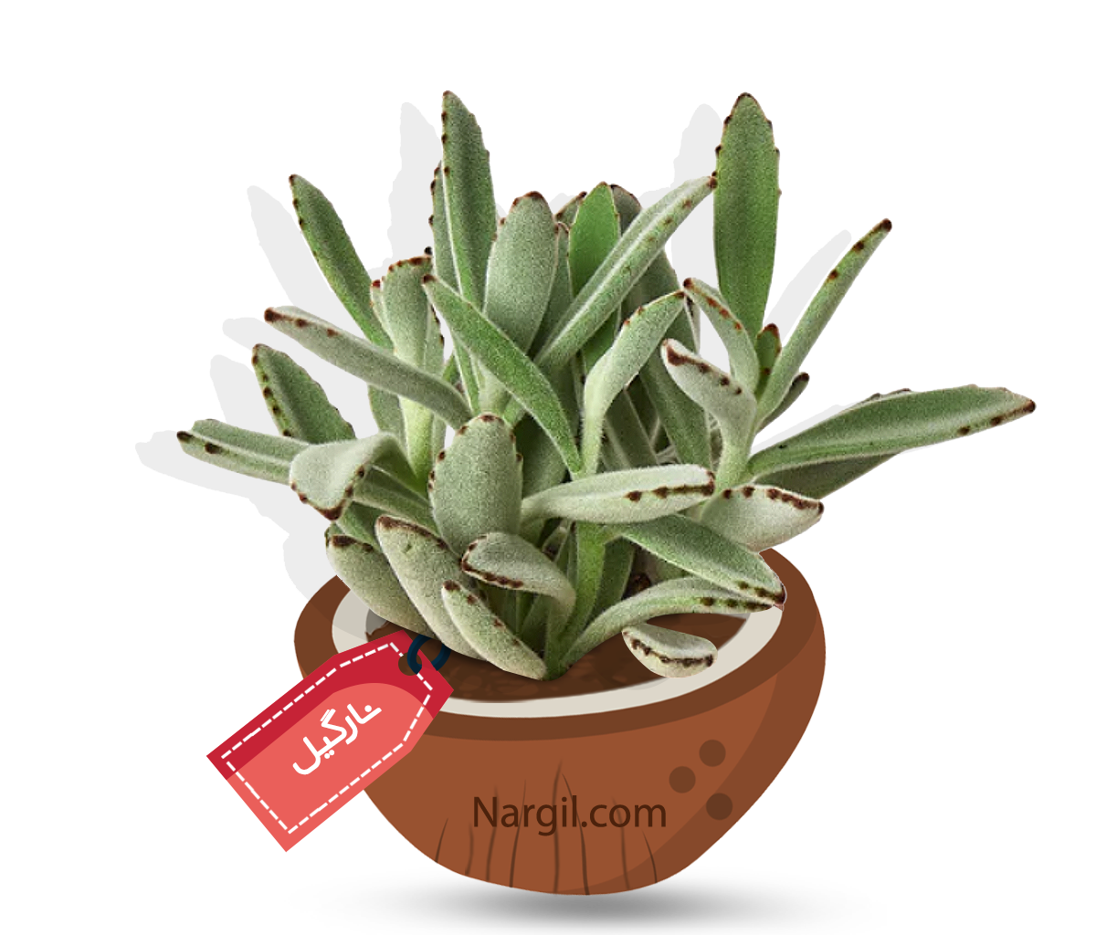  Nargil - panda plant